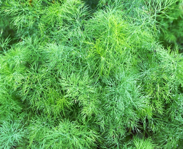 Dill plant