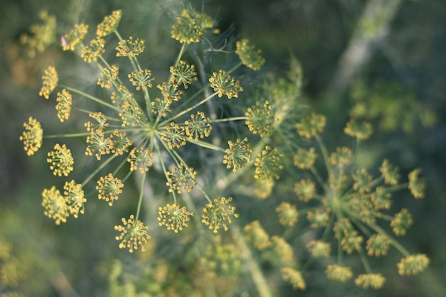 Dill plant