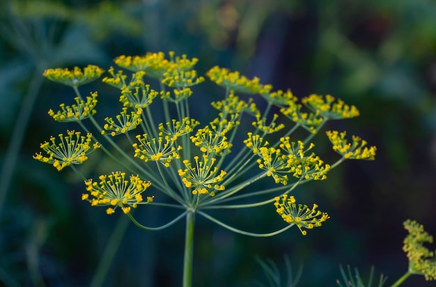 Dill umbrella, n natural seasoning. Natural floral background