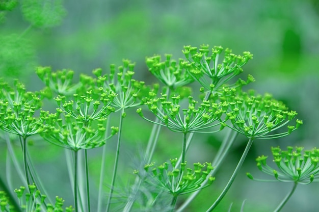 Dill with dill umbel closeup seasoning from the dill plant is suitable for cooking and alternative medicine fragrant dill in the garden