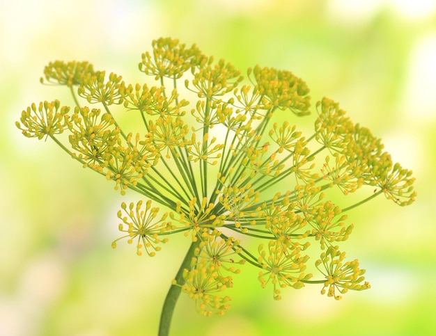 Dille bloem op lichte achtergrond close-up