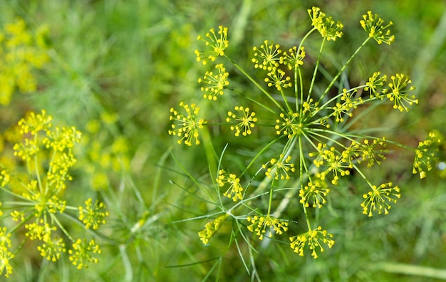 Dille groeien in de tuin.