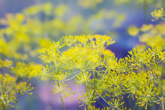 Dille groene planten groeien in zomerkas