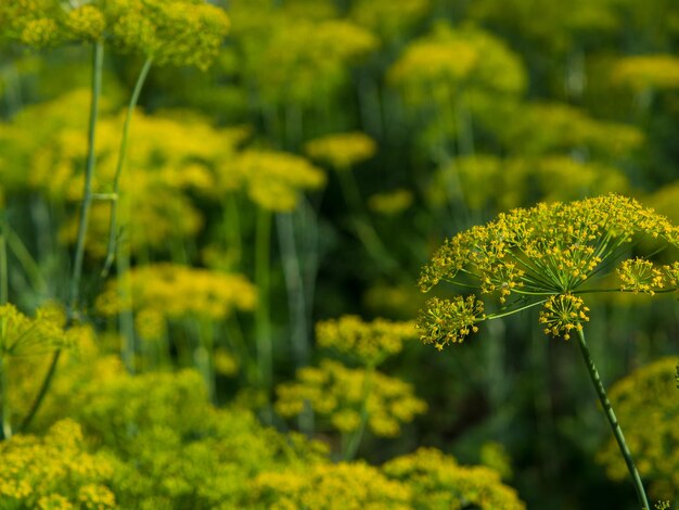 Dille Mooie kruiden abstracte natuur achtergrond culinaire kruiderij kamerplanten