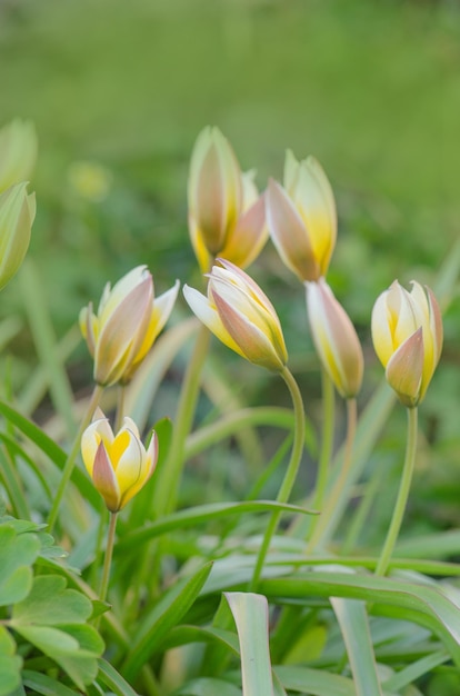 Diminutive tulip Tarda Diminutive tulip Tarda Tarda Dasystemon tulip