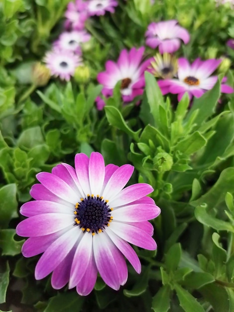 Dimorfoteca osteospermum ecklonis matacabra poolster bloemen omgeven door vegetatie roze madeliefjes