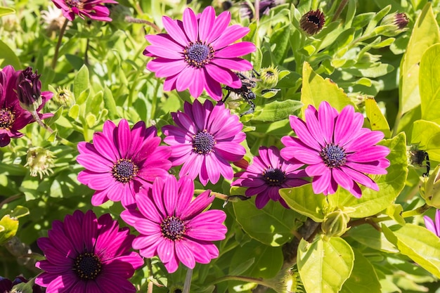 Dimorphotheca ecklonis roze bloem