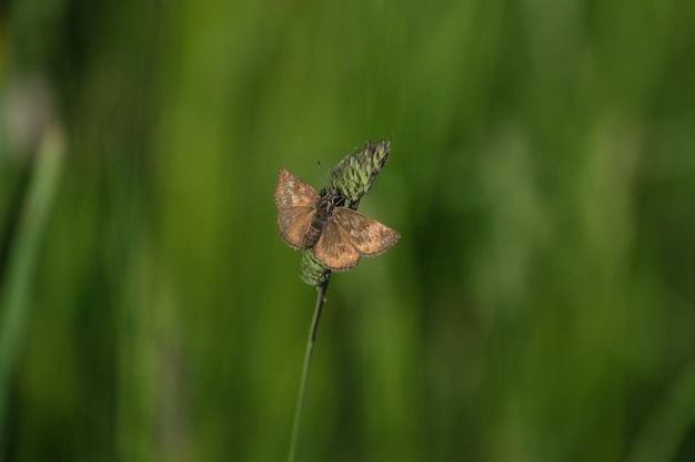 Dingy skipper butterfly resting on a plant