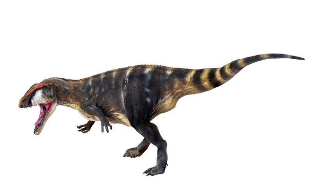 공룡 Carcharadontosaurus 고립 된 배경