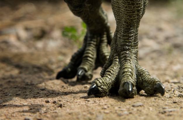 Ноги динозавров, идущие по Тираннозавру (T-rex) на земле.