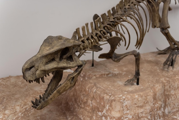 Photo dinosaur fossil at petrified forest national park visitor center, az, usa