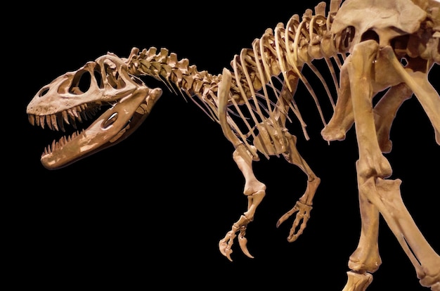 Foto scheletro di dinosauro su sfondo nero isolato