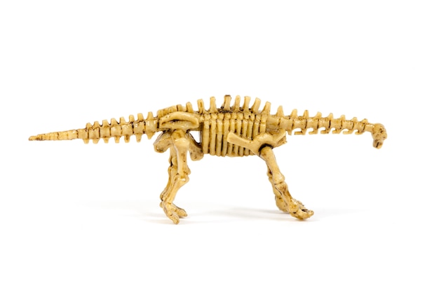 Dinosaur skeleton isolated on white 