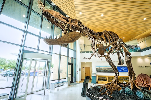 Foto uno scheletro di dinosauro si profila all'interno del mayer museum presso l'angelo state university di san angelo texas hig