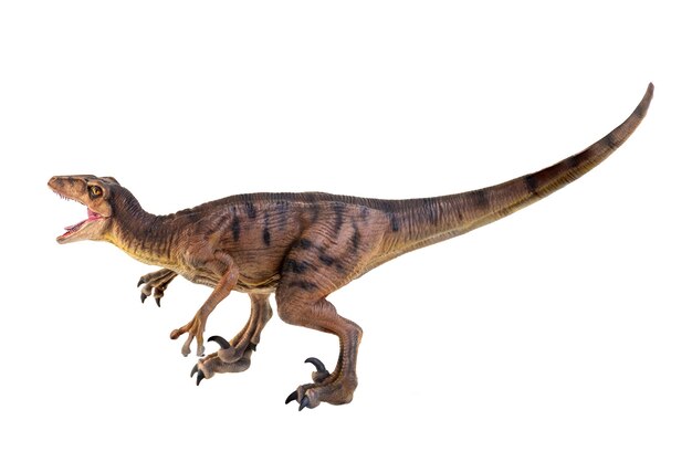 dinosaur Velociraptor isolated background