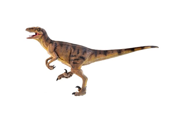 dinosaur Velociraptor isolated background