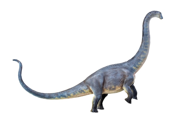 Dinosaurus brontosaurus geïsoleerde achtergrond