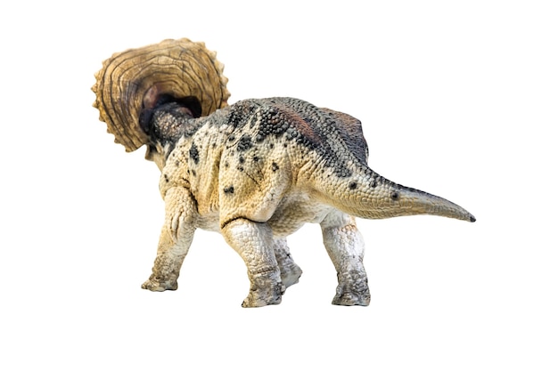 dinosaurus Triceratops op een geïsoleerd achtergrond clipping pad