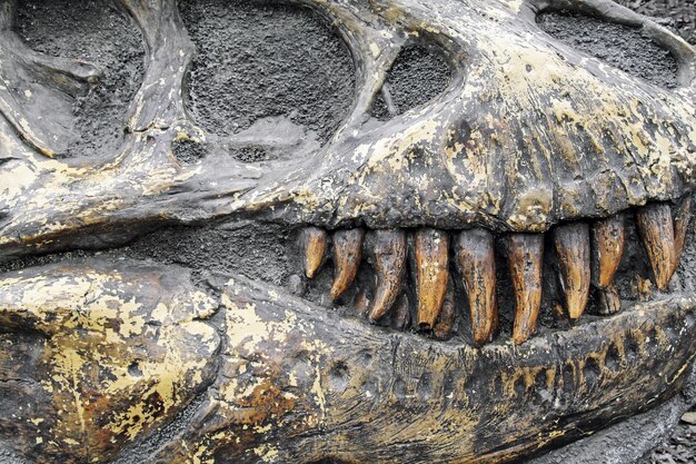 Dinosaurustanden in gefossiliseerde schedel