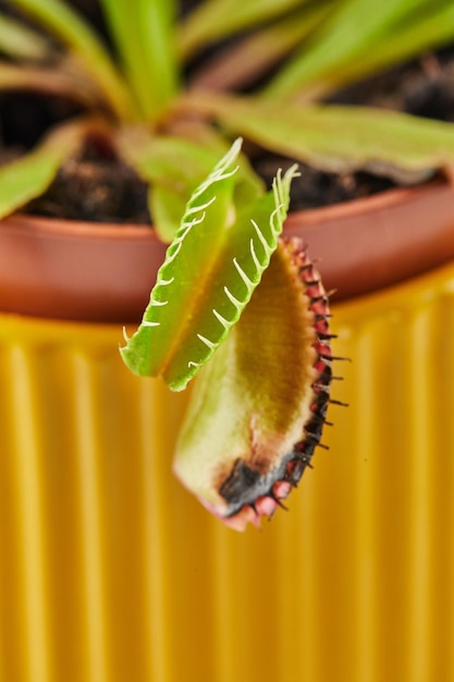 Dionaea Muscipula Venus Flytrap is een vleesetende plant vleesetende planten voor het vangen van insecten Close up