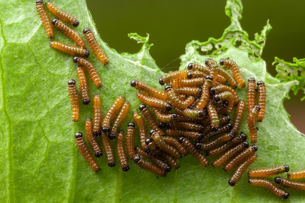 Photo dione juno caterpillar on passionfruit leaf