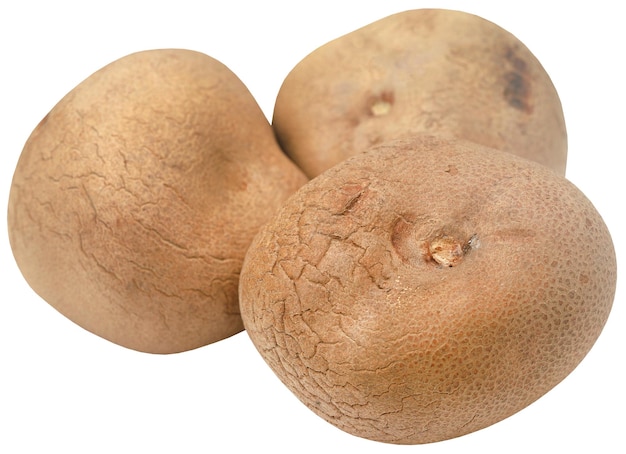 Dioscorea bulbifera or Air potato