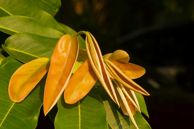 Diospyros blancoi synoniem Diospyros verkleuren algemeen bekend als fluwelen appelbladeren