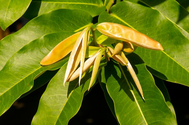 Diospyros blancoi シノニム Diospyros discolor 通称ベルベット リンゴの葉