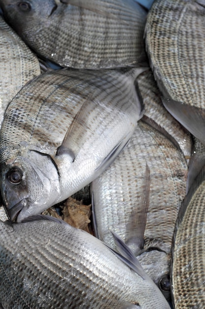 Diplodus Sargusホワイトマダイの魚