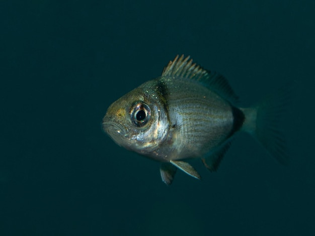 Photo diplodus vulgaris