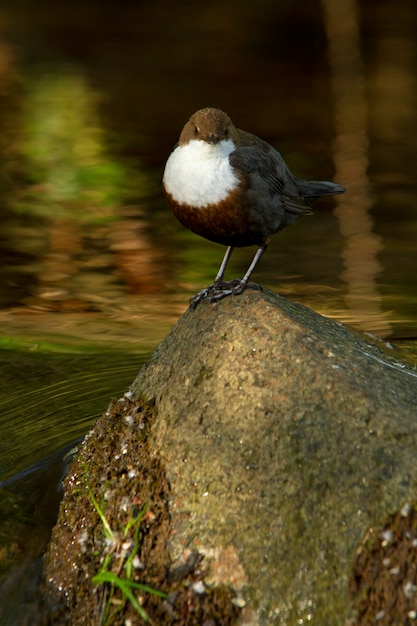 透き通った川、鳥、Cinclus cinclusのひしゃく