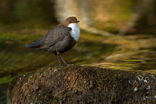 透き通った川、鳥、Cinclus cinclusのひしゃく