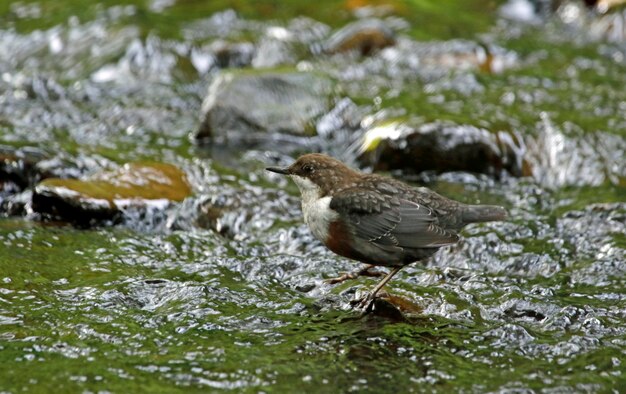 Dipper foraging for food in the river