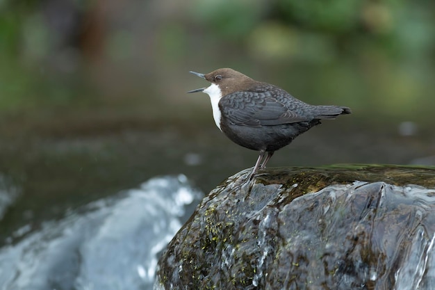 Dipper in a mountain river in its breeding territory at the first light of sunrise