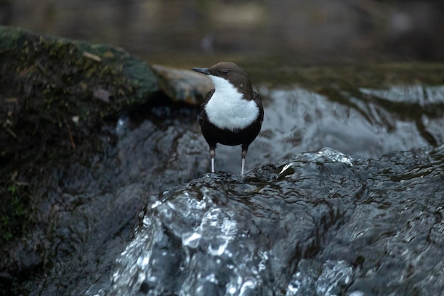 Dipper in a mountain river in its breeding territory at the first light of sunrise