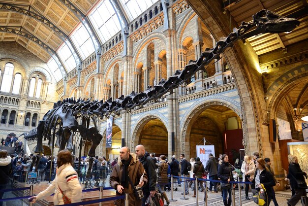 Dippy de Diplodocus in de ingang van het Natural History Museum in Londen, Groot-Brittannië.