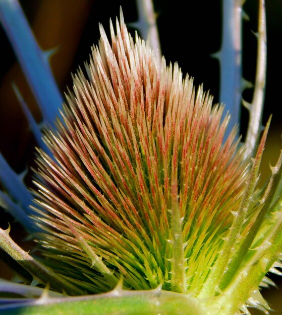 Dipsacus fullonum the cardencha bath of Venus