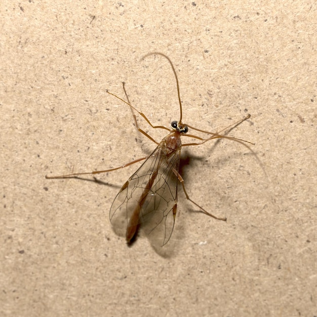 Diptera Tipula paludosa isolated
