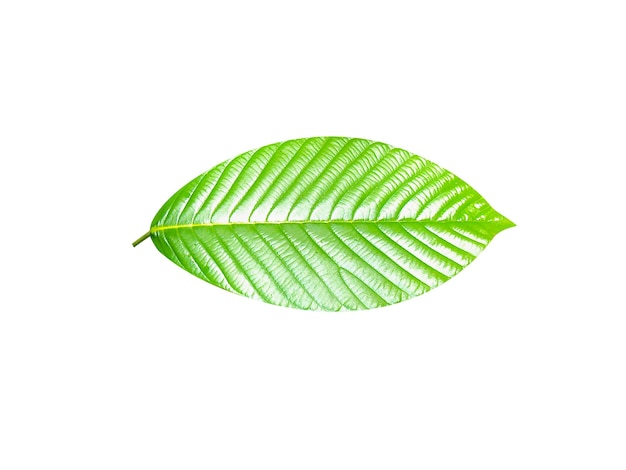 Dipterocarpus alatus는 목재와 류마티스 및 간 질환과 같은 전통 의학으로 사용됩니다.