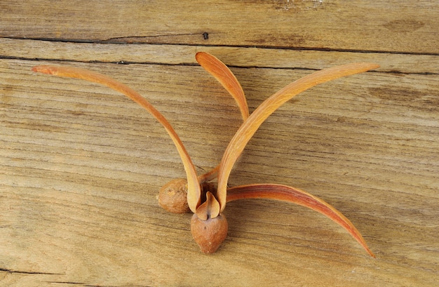 Foto dipterocarpus alatus roxb zaden op houten tafel