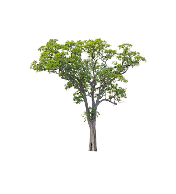 Dipterocarpus intricatus è una pianta perenne della famiglia delle dipterocarpaceae