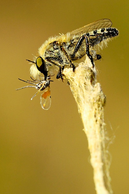 Dipteros-insecten in hun natuurlijke omgeving macrofotografie