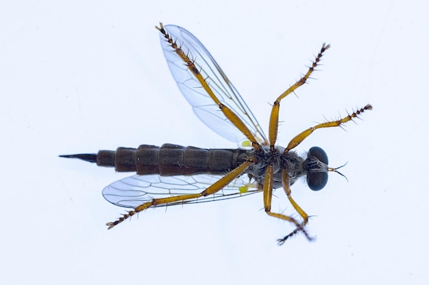 Foto dipteros-insecten in hun natuurlijke omgeving macrofotografie