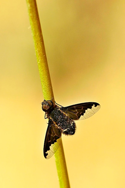 Foto dipteros-insecten in hun natuurlijke omgeving macrofotografie