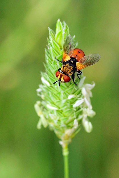 Dipteros insects in their natural environment macro
photography