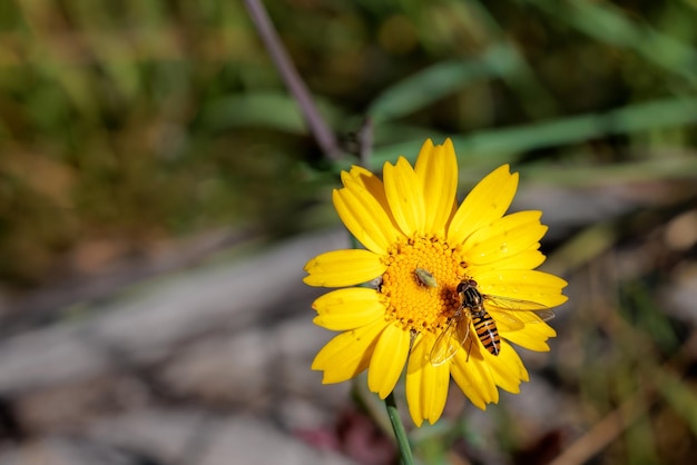 Dipterous Fly species photographed in their natural environment