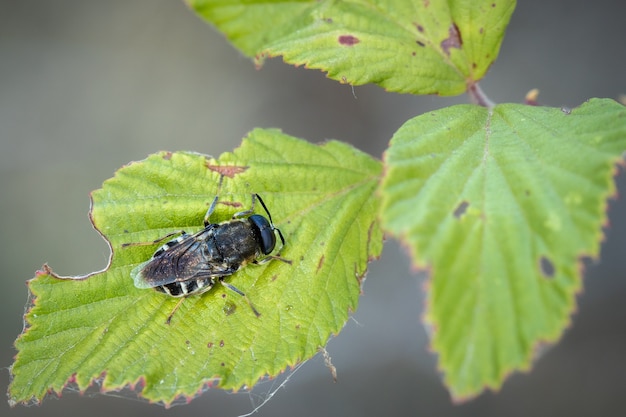 Dipterous. Vliegsoorten gefotografeerd in hun natuurlijke omgeving.