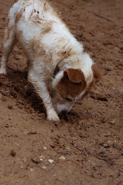 DIRDIRTY JACK RUSSELL DOG DIGGING A HOLE  IN DIRT. 