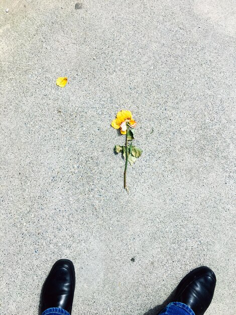 Foto direct boven de bloemen.