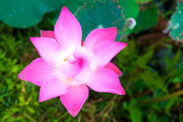 Foto direct boven de roze lotus waterlelie in de vijver